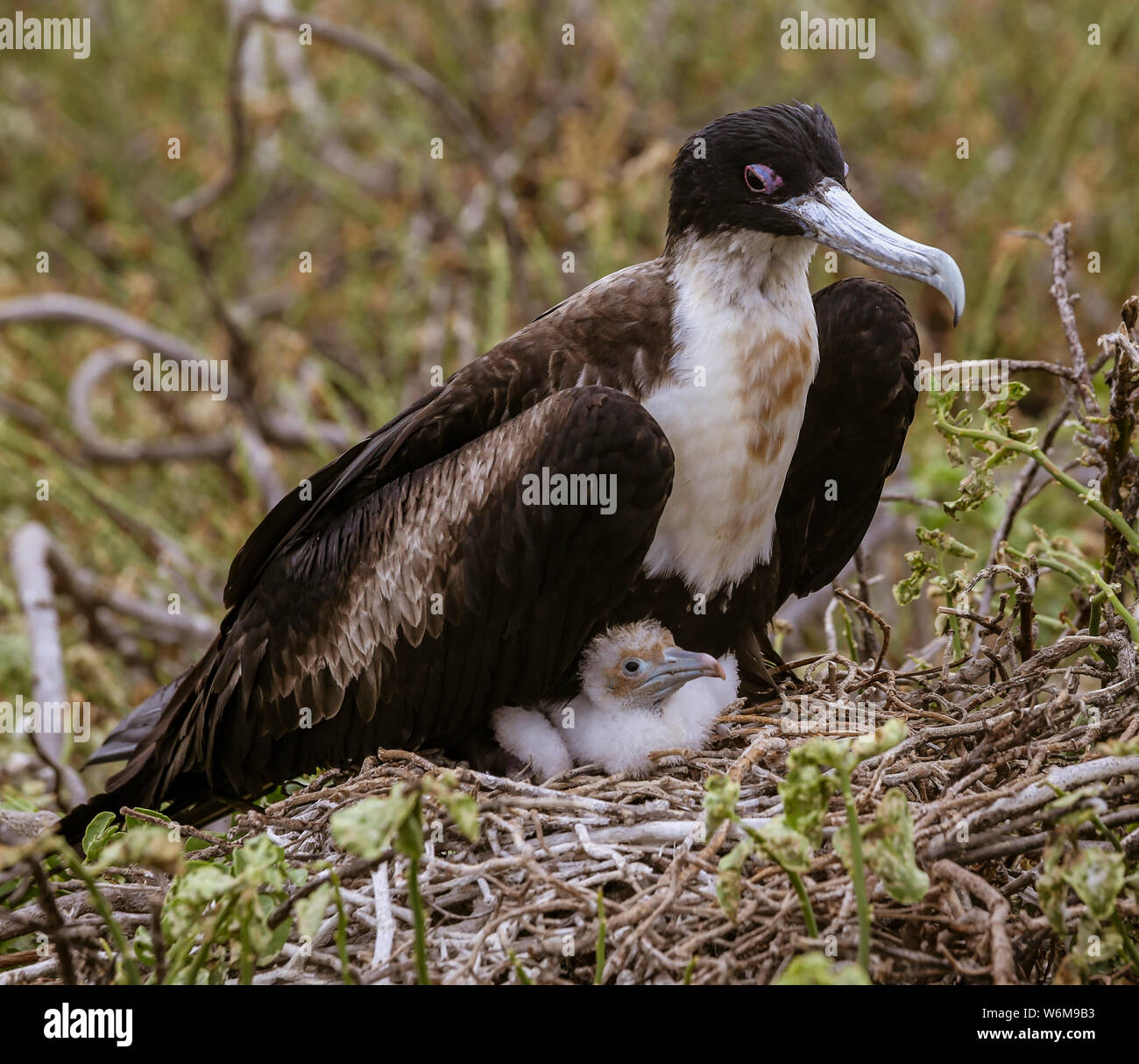 Femmina Frigatebird seduta sul nido con ceci su isole Galapagos. Foto Stock