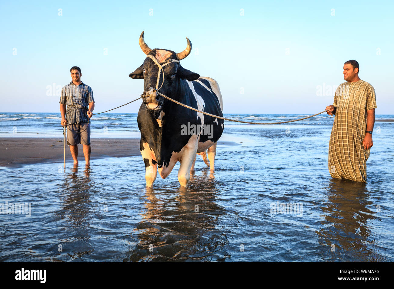 Sohar, Oman, 28 Maggio 2016: uomini locali stanno bagnando un toro in una spiaggia a Sohar, Oman Foto Stock