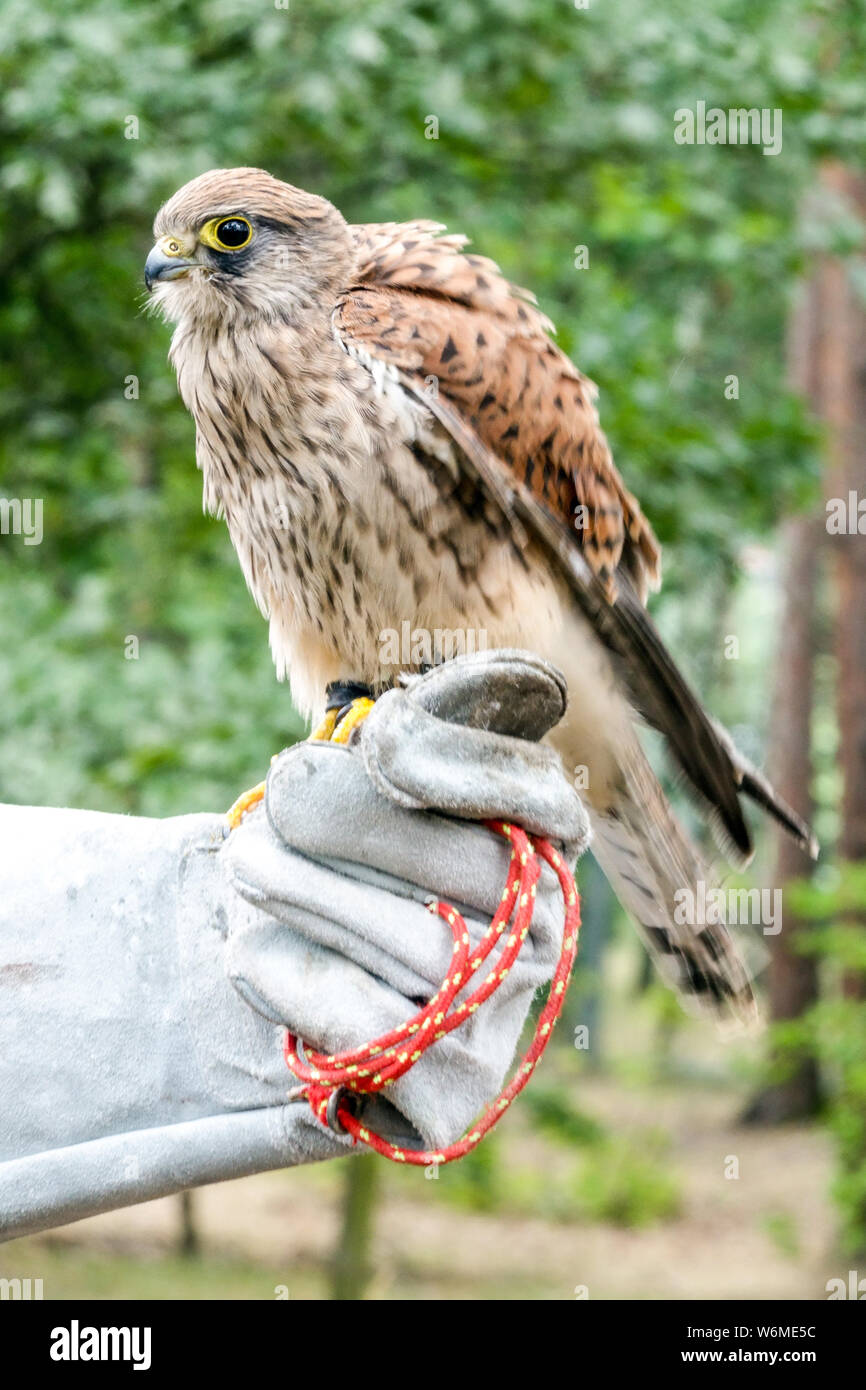 Il Gheppio appollaiato sul guanto di un gestore di Falcon, Falco tinnunculus Foto Stock