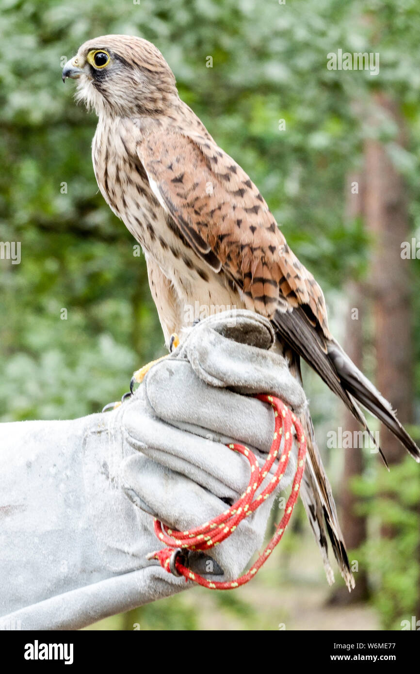 Il Gheppio appollaiato sul guanto di un gestore di Falcon, Falco tinnunculus Foto Stock
