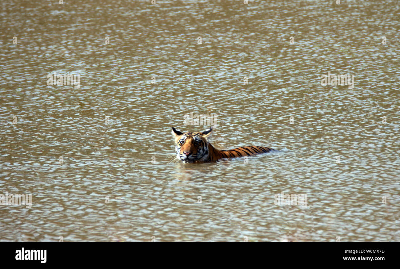 Tigre indiana Foto Stock