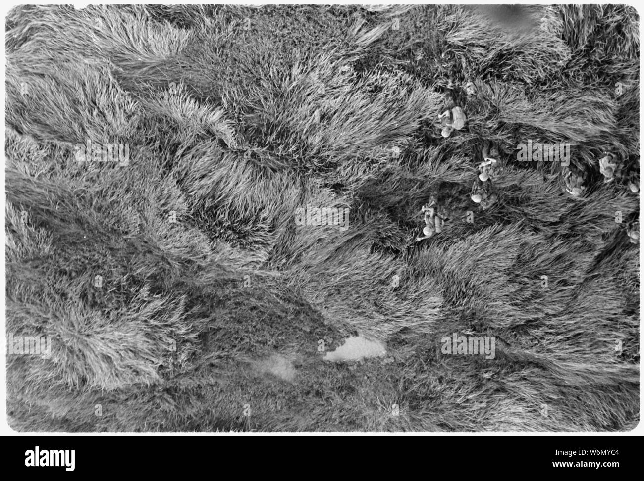Il Vietnam....Fanti del 3° Battaglione, quinto reggimento Marine, fanno la loro strada attraverso cinque piedi di alta erba elefante dopo essere sceso nella zona di Novembre 20 durante il funzionamento Meade fiume. Il 3500-uomo di sollevamento di truppa, aiutata da più di 75 elicotteri del primo velivolo marino ala, è stato completato in circa due ore. Foto Stock