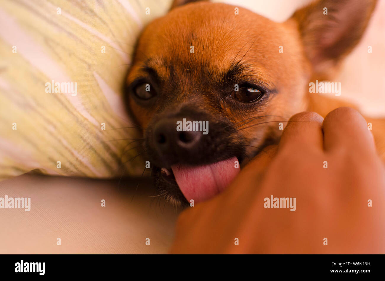 Brown chihuahua baby cane baciare la mano (lingua fuori) Foto Stock