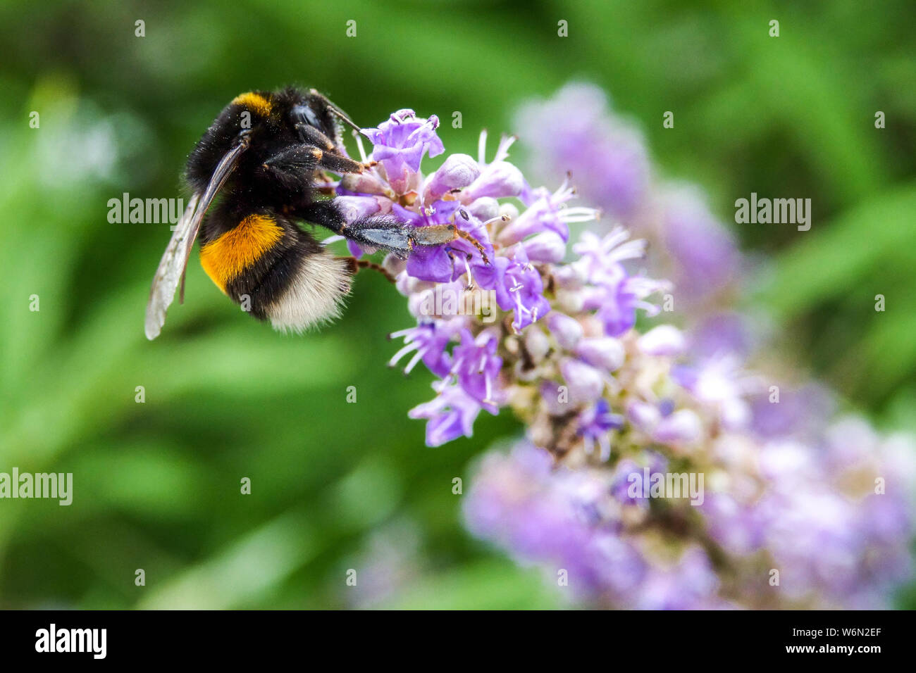 Bumblebee su albero di caste, Vitex agnus-castus Bumblebee fiore primo piano Foto Stock