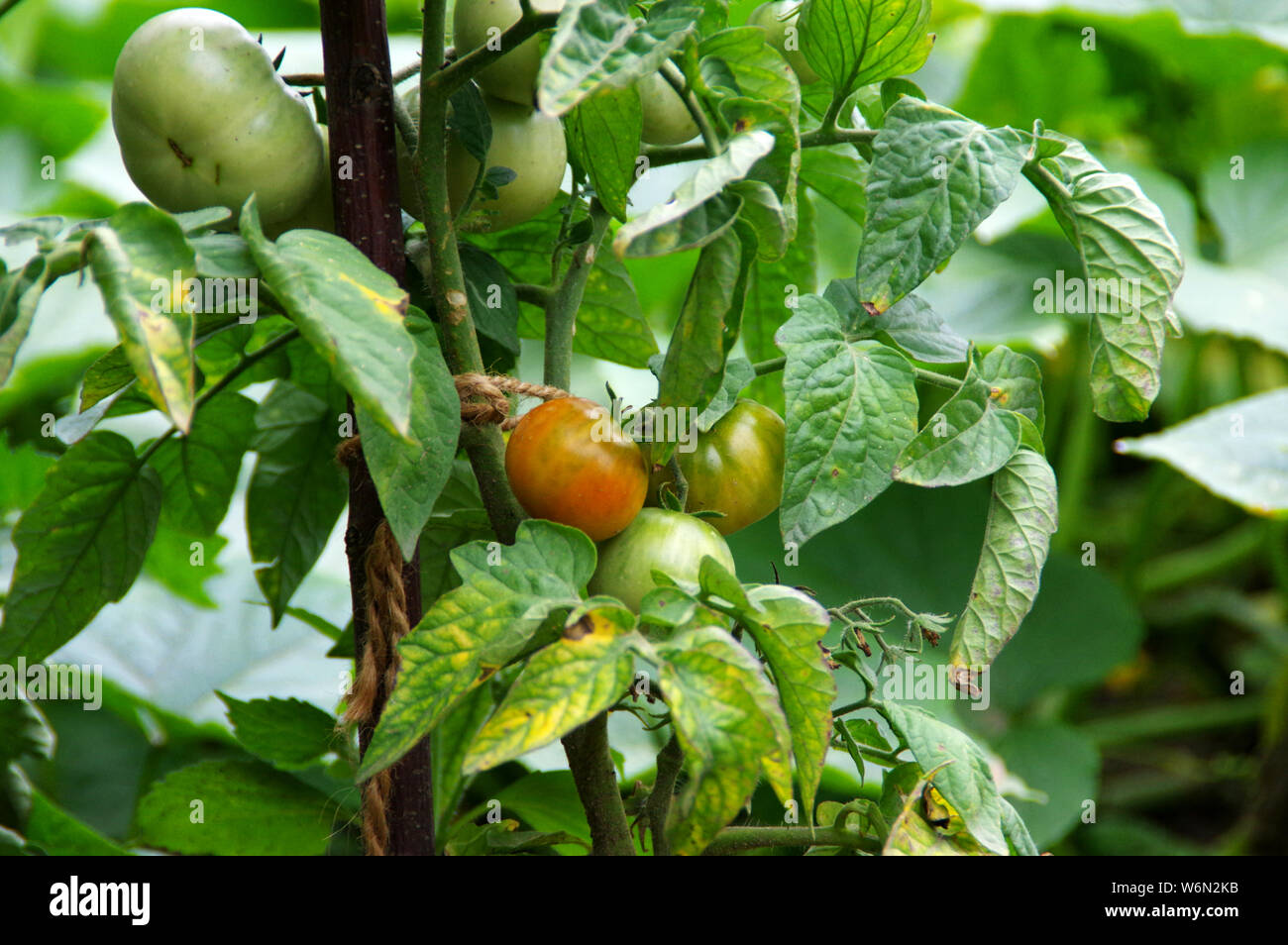 Pomodori biologici Agricoltura in giardino. Ecologia e salute - coltivazione di ortaggi. Rurale scena. Foto Stock