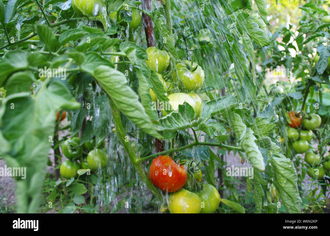 Organici di irrigazione Agricoltura di pomodori in giardino. Ecologia e salute - coltivazione di ortaggi. Rurale scena. Foto Stock