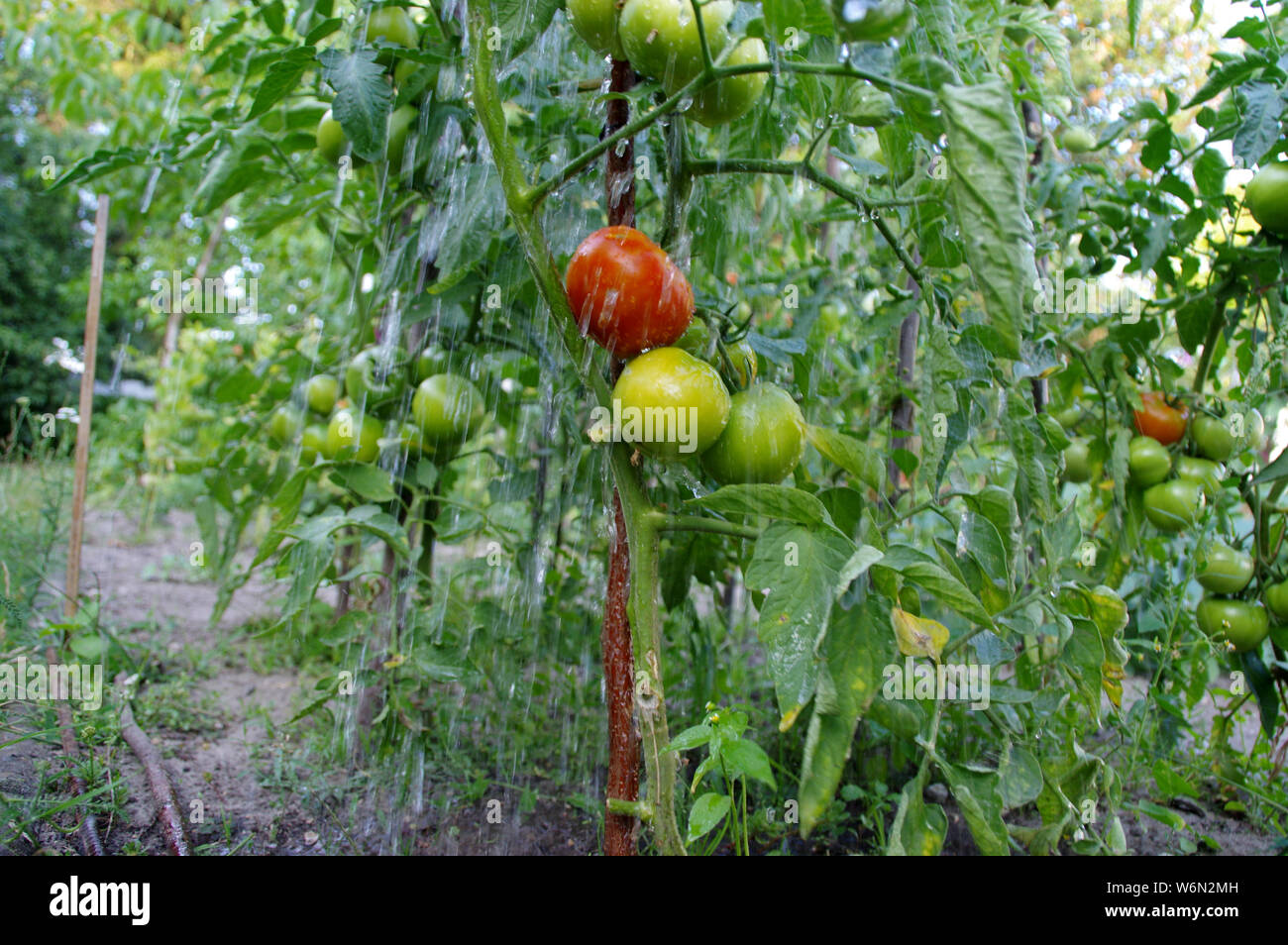 Organici di irrigazione Agricoltura di pomodori in giardino. Ecologia e salute - coltivazione di ortaggi. Rurale scena. Foto Stock