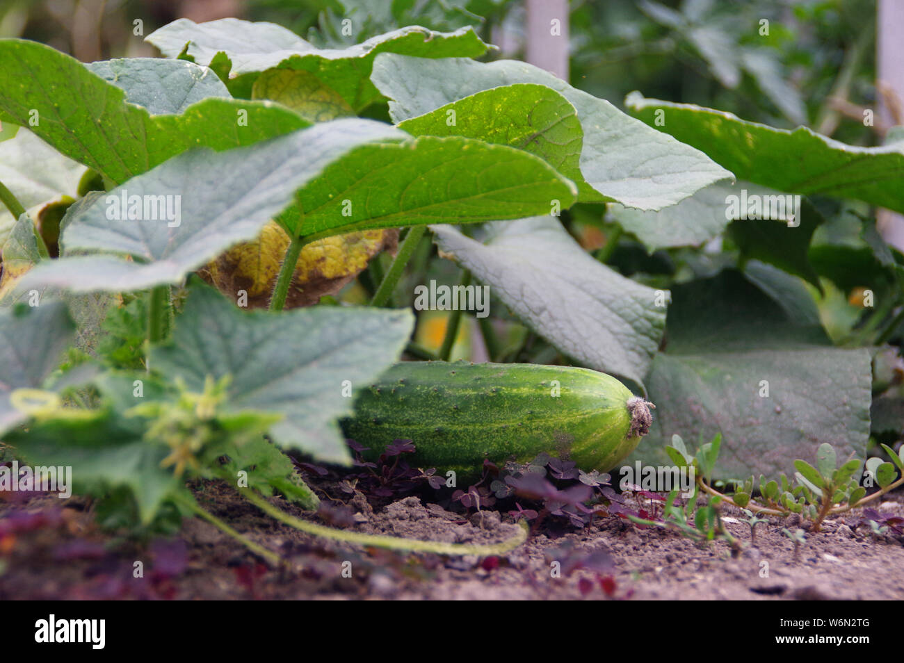 Cetriolo organico agricoltura in giardino. Ecologia e salute - coltivazione di ortaggi verdi. Rurale scena. Foto Stock