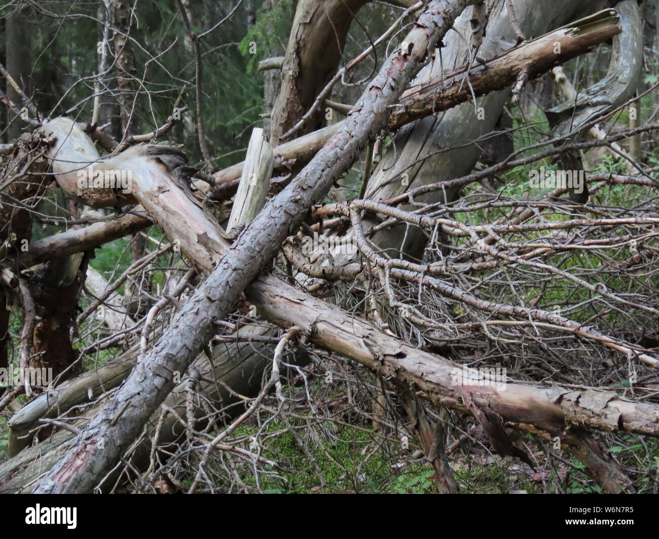 Legno morto nella foresta naturale Foto Stock