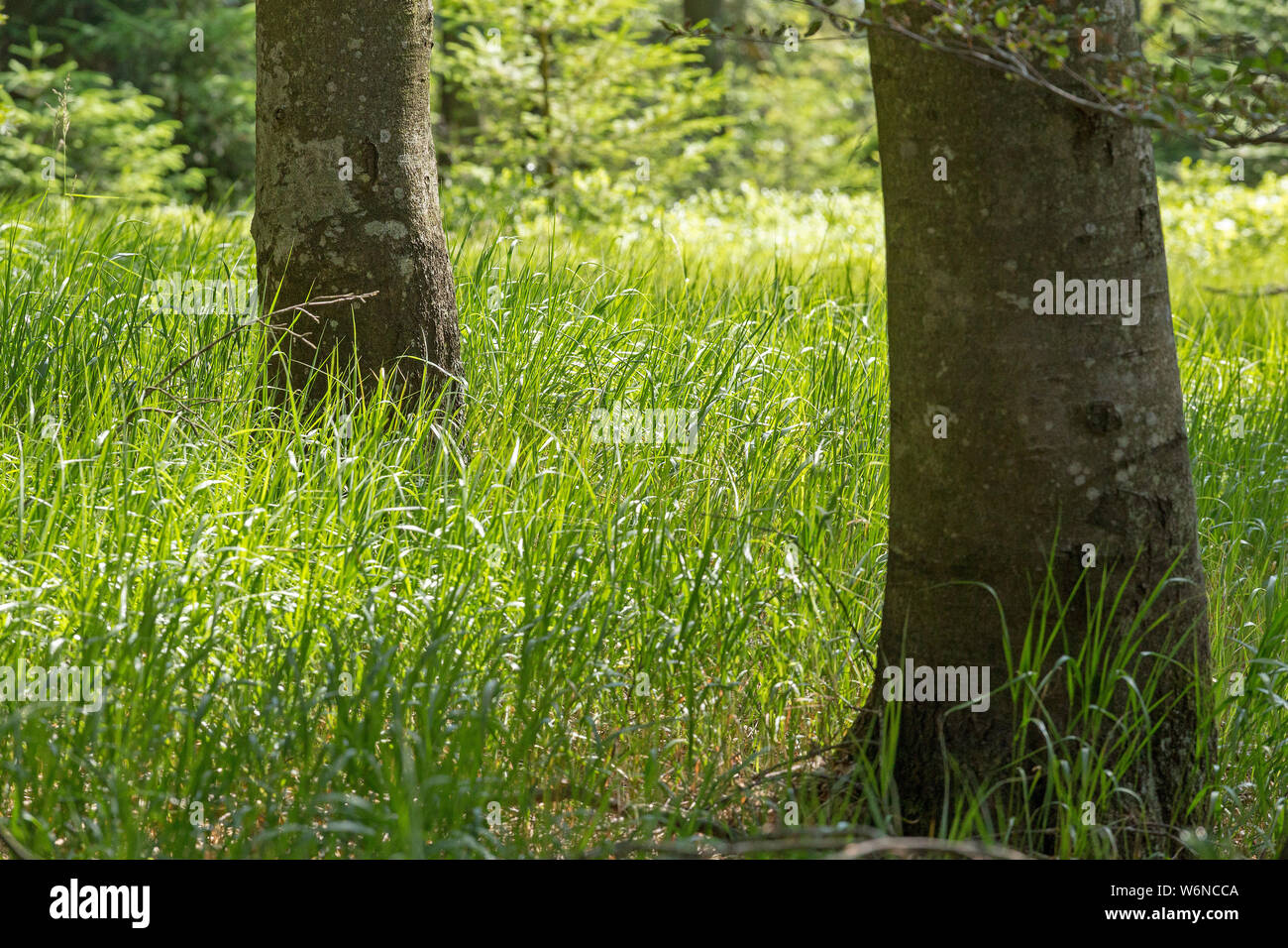 Alberi e erba vicino Eck, Foresta Bavarese, Baviera, Germania Foto Stock