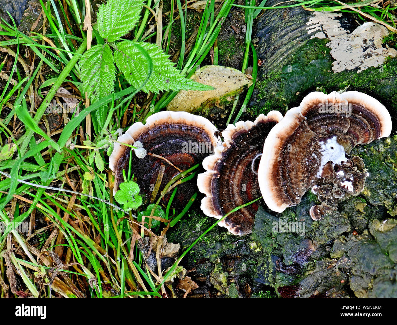 Staffa Polypoe funghi funghi sul suolo della foresta Focus impilati per la profondità Foto Stock