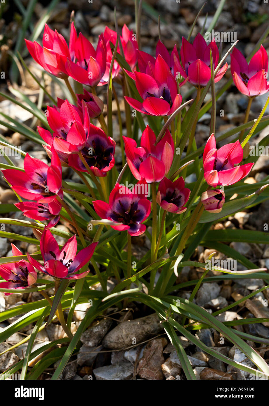 Fioritura rosa rockery impianto Foto Stock