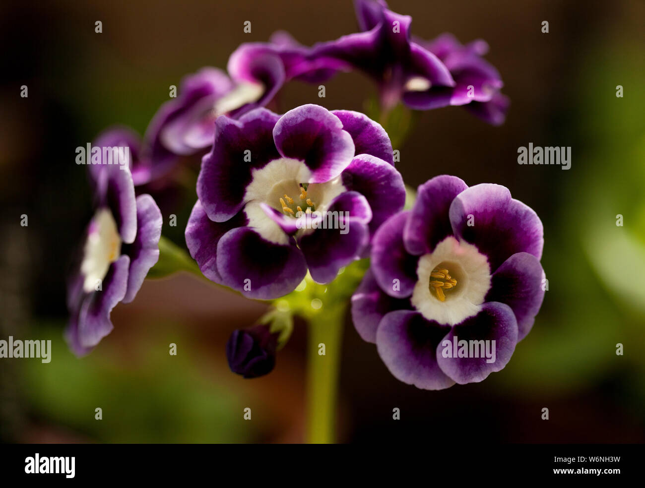 Fiore di auricolare Foto Stock