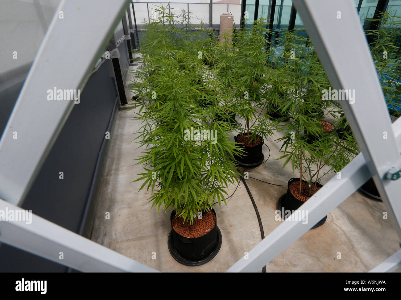 La marijuana alberi visti durante un Press Tour di Studio ' La Cannabis Medica in Thailandia" organizzato dal governo dipartimento Pubbliche relazioni presso la Cannabis Medicinale Research Institute, Rangsit University in Pathum Thani provincia, nella periferia di Bangkok, Tailandia. Foto Stock