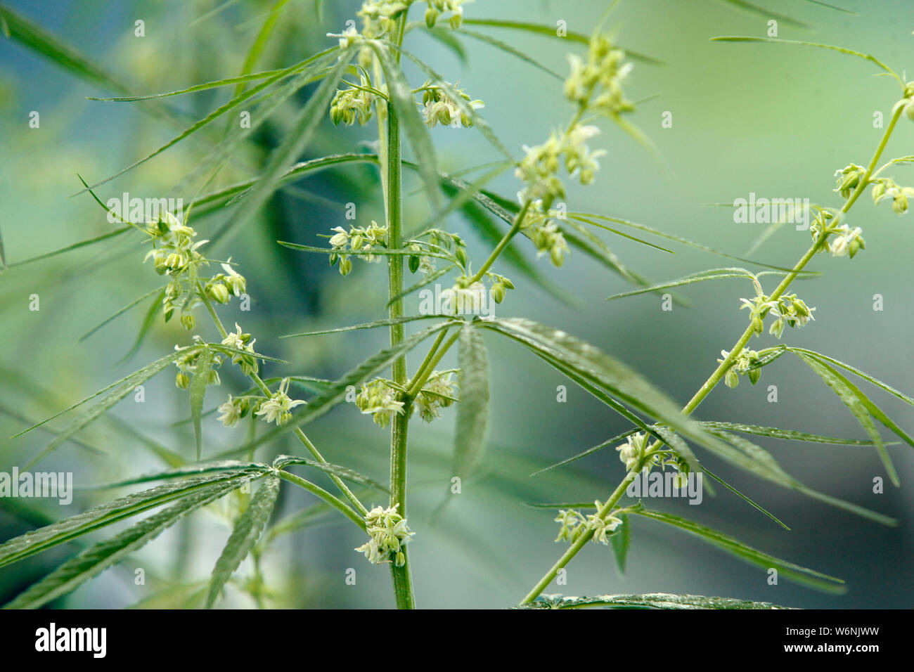 Albero di Marijuana visto durante un Press Tour di Studio ' La Cannabis Medica in Thailandia" organizzato dal governo dipartimento Pubbliche relazioni presso la Cannabis Medicinale Research Institute, Rangsit University in Pathum Thani provincia, nella periferia di Bangkok, Tailandia. Foto Stock