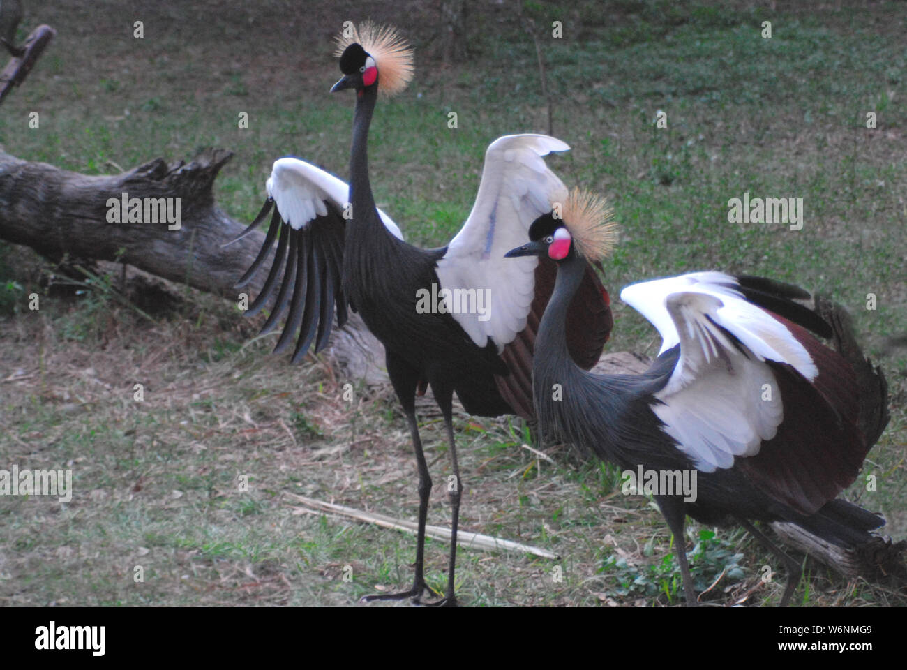 In prossimità dei due nero Gru coronata con ali aperte. Fotografato mentre su safari in Sud Africa. Foto Stock