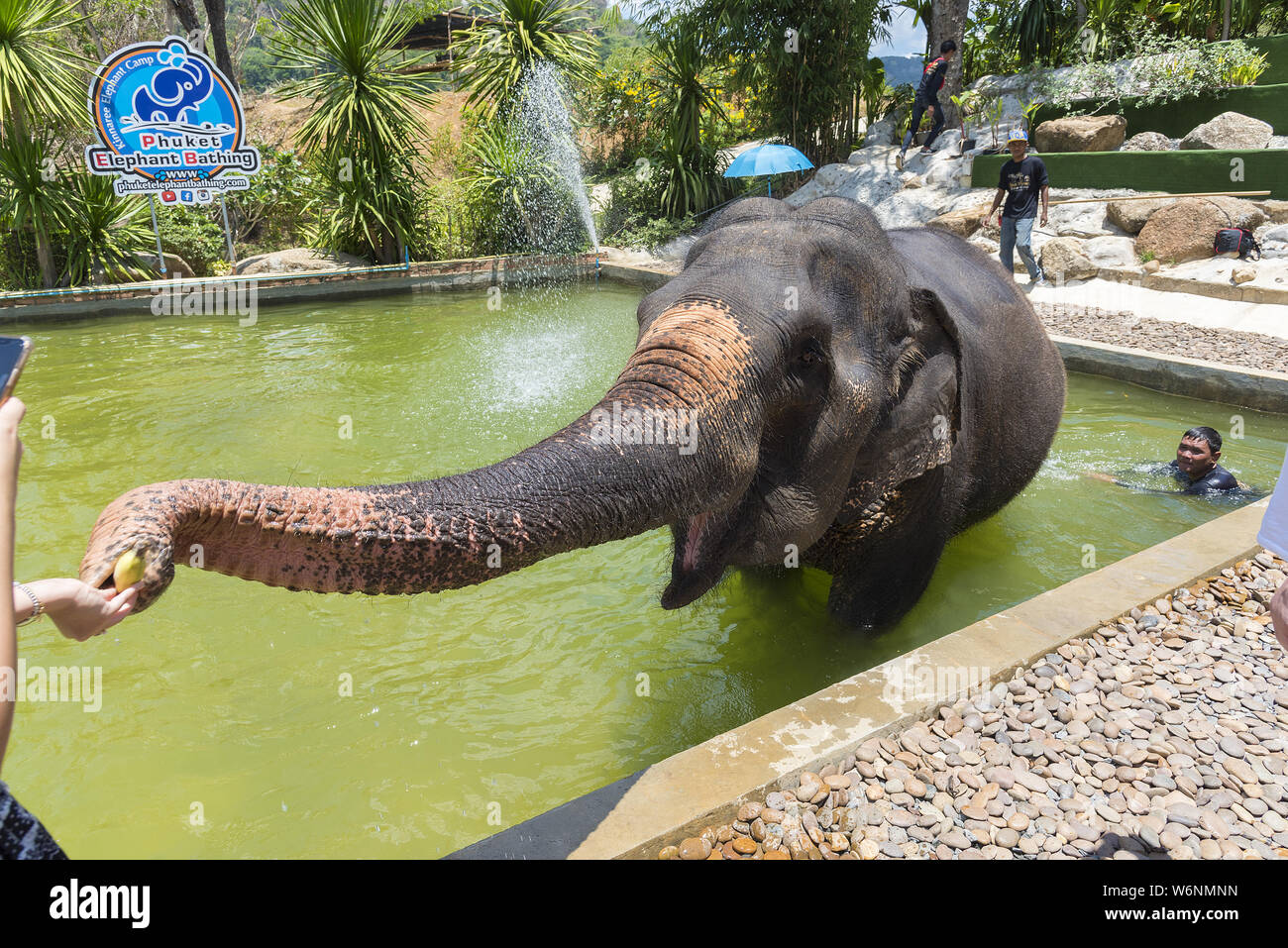 Phuket, Tailandia - 19/04/2019 - Elephant Camp di balneazione in Phuket con captive elefante nella piscina di balneazione essendo alimentato da turisti. Foto Stock