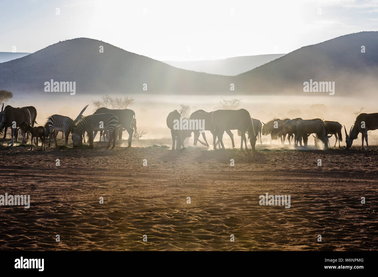 Comune, Cefalofo zebra di montagna, blu gnu e Elands mangiare erba la mattina presto nel deserto del Namib, Namibia Foto Stock