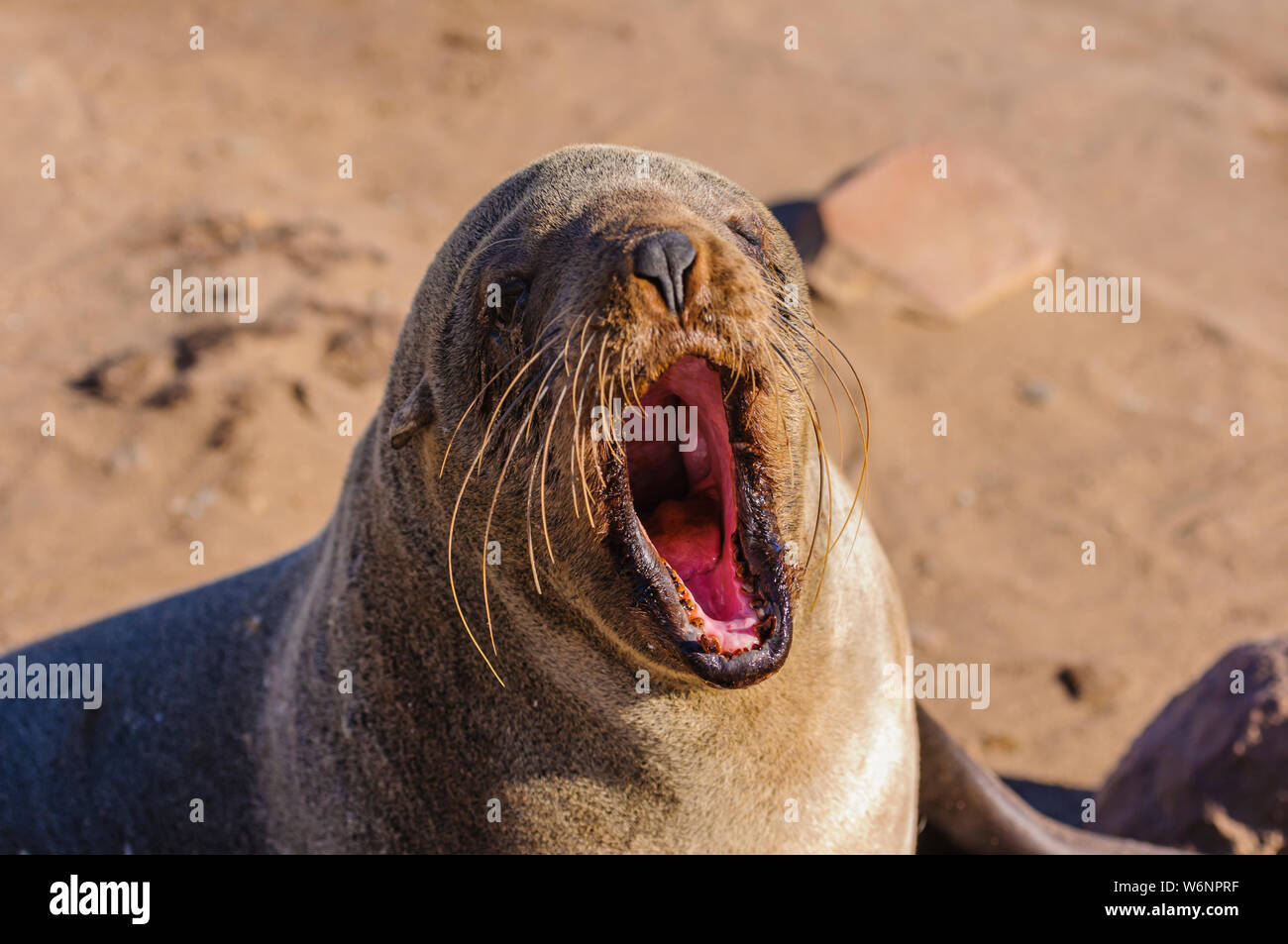 Capo femmina pelliccia sigillo apre la sua bocca completamente, Cape Cross, Namibia Foto Stock