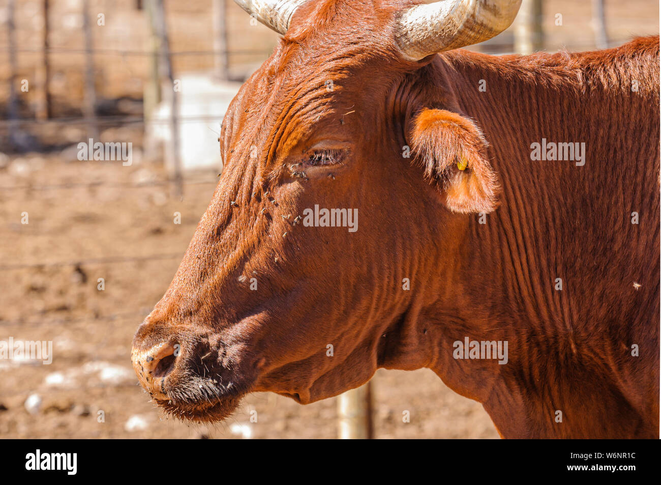 Allevamento di African long-cornuto bovini in un enclosure rustico in una fattoria in Namibia Foto Stock