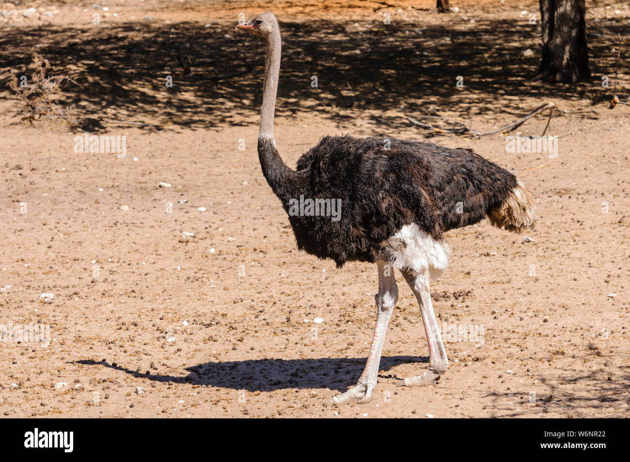 Ostrich passeggiate attraverso il terreno a parco nazionale Etosha, Namibia Foto Stock