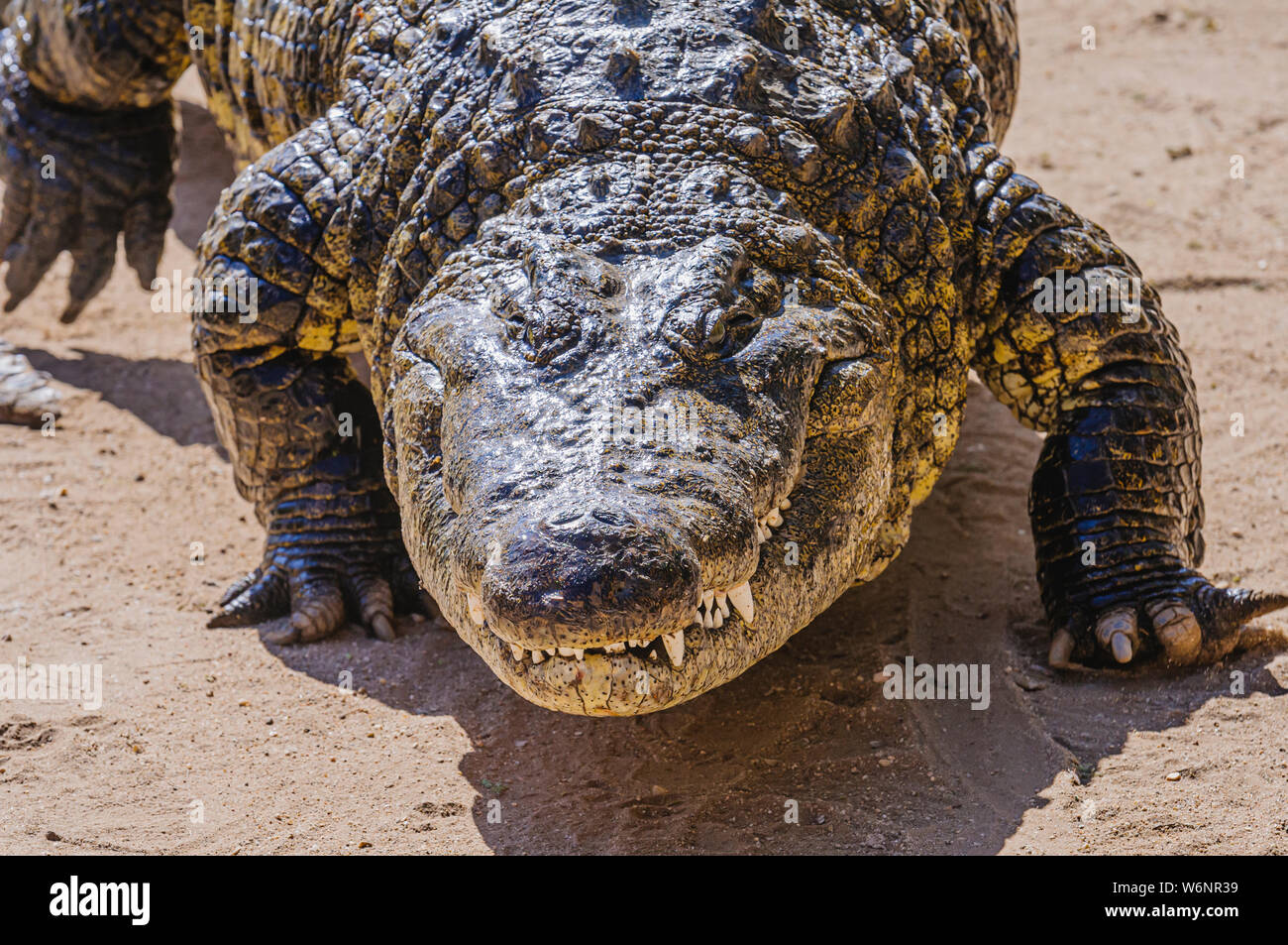 Testa e denti di un femalle coccodrillo del Nilo (Crocodylus niloticus) come cammina attraverso la sabbia. Foto Stock