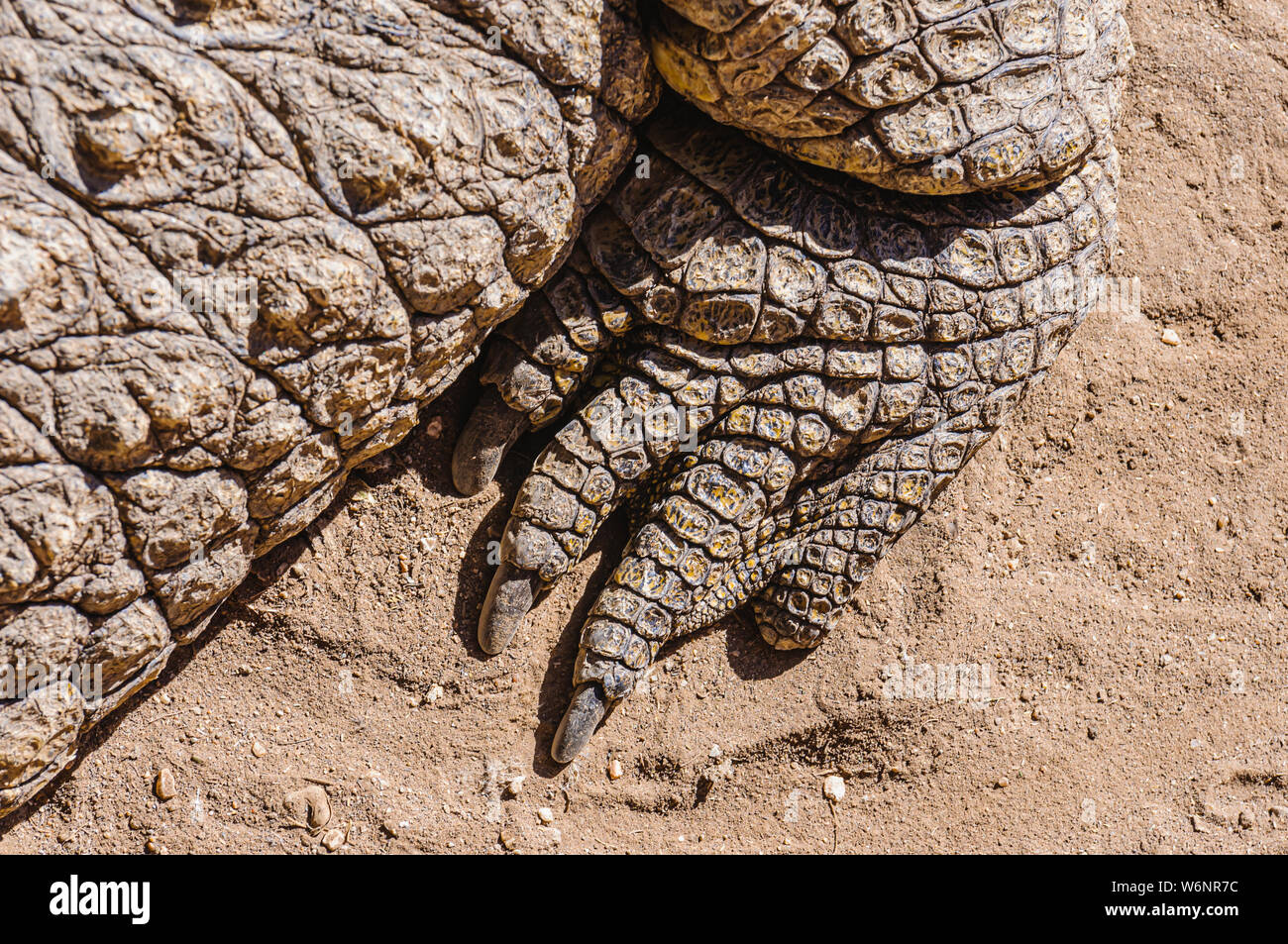 Artigli sul piede di 1 tonnellata maschio coccodrillo del Nilo (Crocodylus niloticus), Namibia Foto Stock