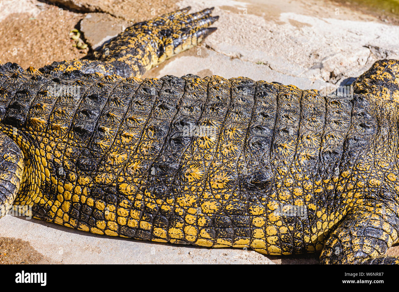 Osteoderms sulla pelle blindato sul dorso di un coccodrillo del Nilo (Crocodylus niloticus) Foto Stock