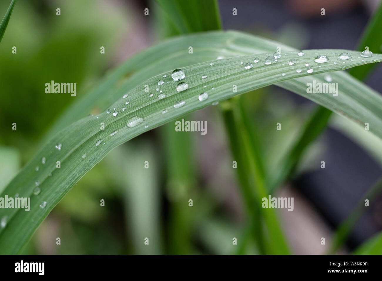 Rugiada di mattina su giovani verde erba fresca Foto Stock