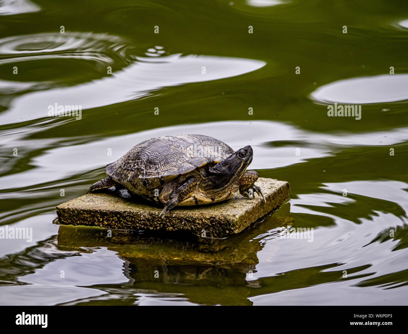 Un ibrido di stagno giapponese turtle poggia su una piattaforma in un piccolo stagno in un parco giapponese. Foto Stock