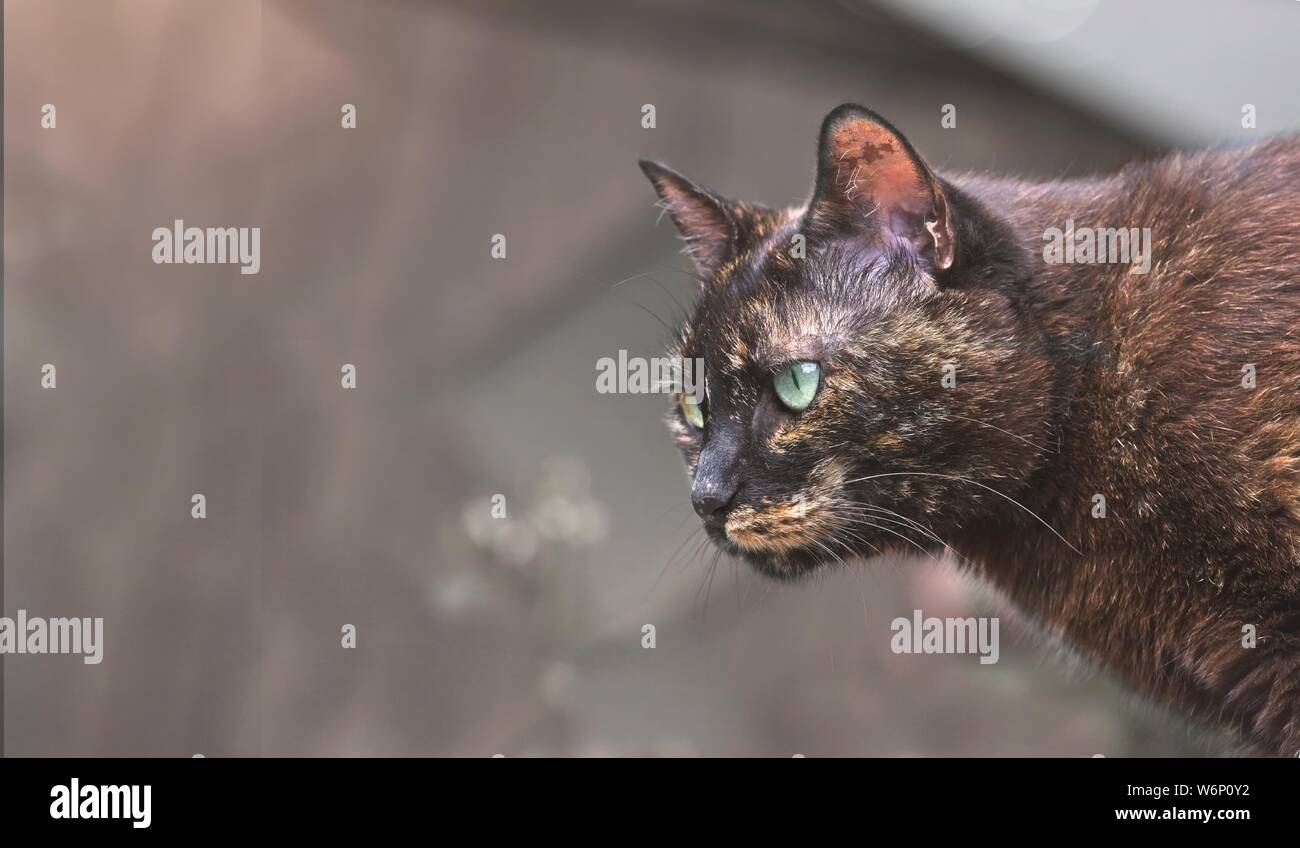 Il gatto domestico n un giardino guardando curioso lateralmente. Foto Stock