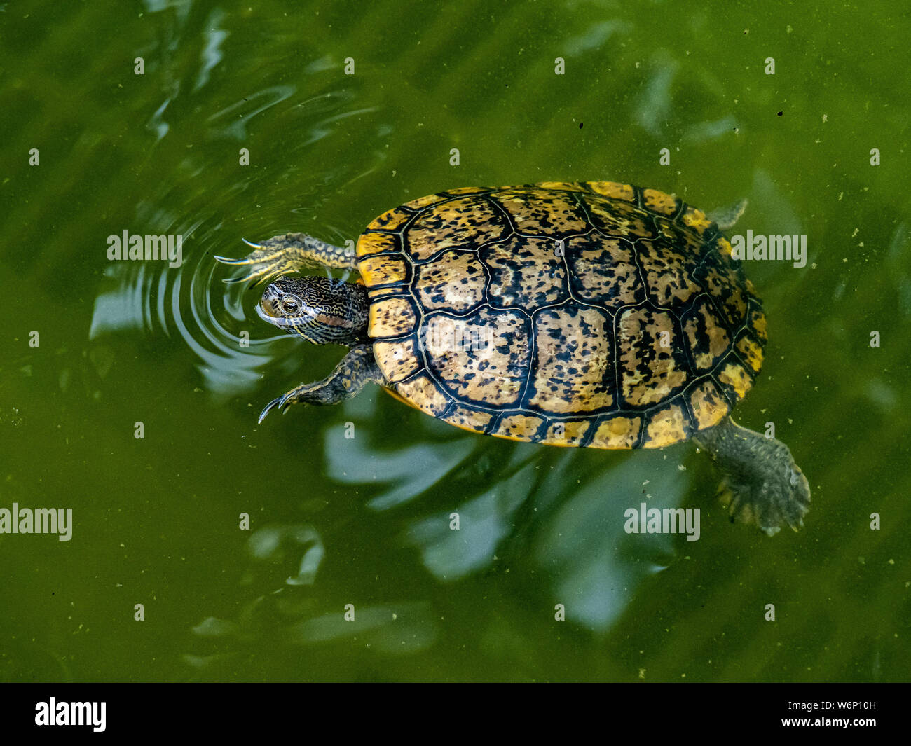 Un cursore comune tartaruga, trachemys, nuota in un fossato-come stagno in un parco a Tokyo in Giappone. Foto Stock