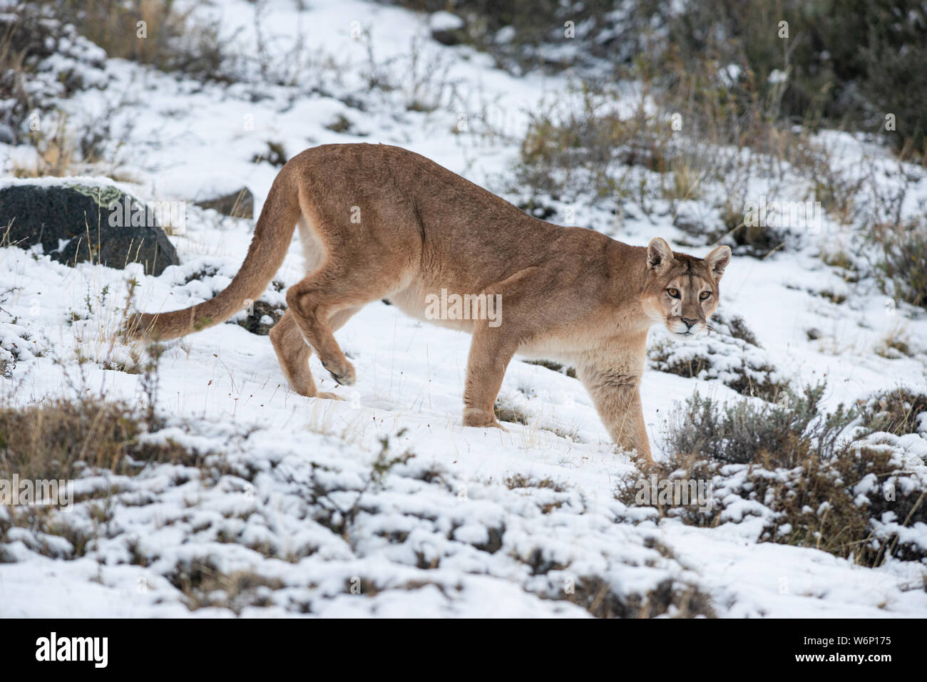 Puma neve immagini e fotografie stock ad alta risoluzione Alamy