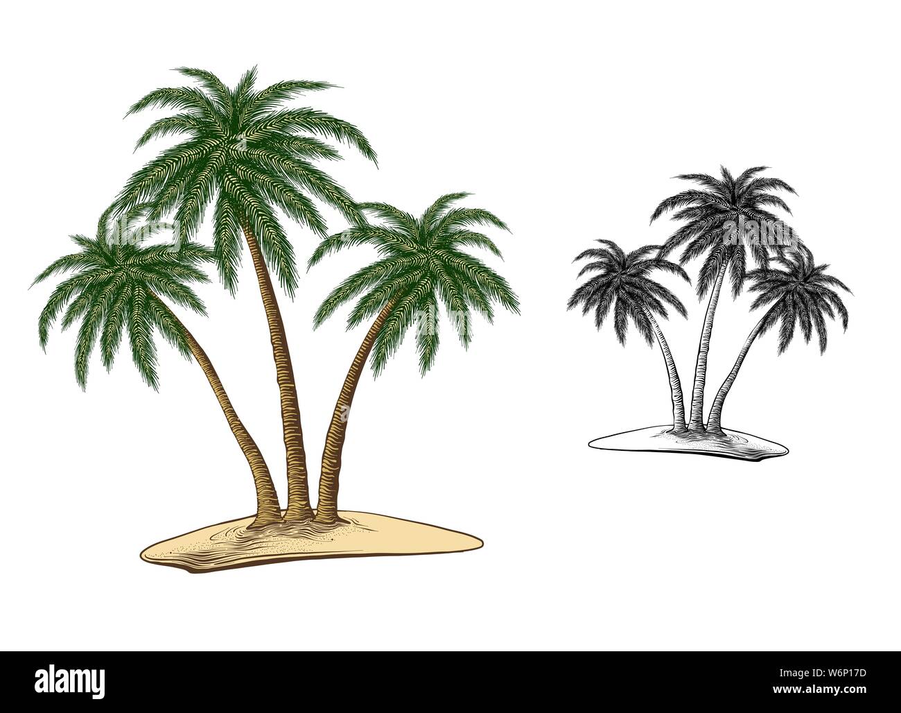 Mano Bozzetto Di Palme In Colore Isolati Su Sfondo Bianco Dettagliato In Stile Vintage Disegno Illustrazione Vettoriale Immagine E Vettoriale Alamy