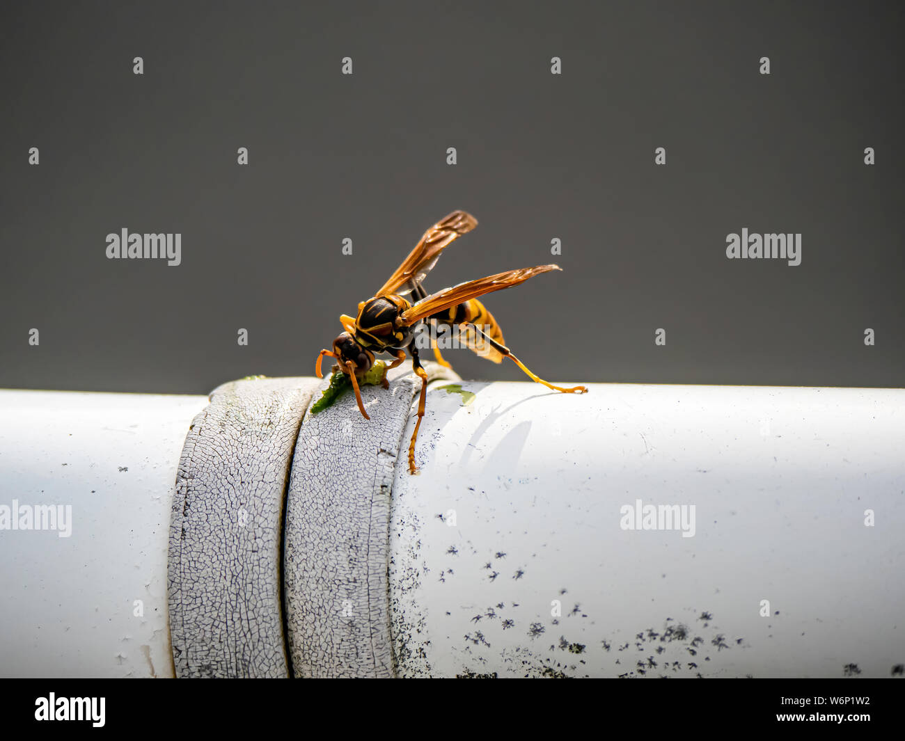 Una carta giapponese wasp, Polistes chinensis, si alimenta di un insetto catturato in un recinto accanto al fiume Sakai a Yokohama, Giappone. Foto Stock