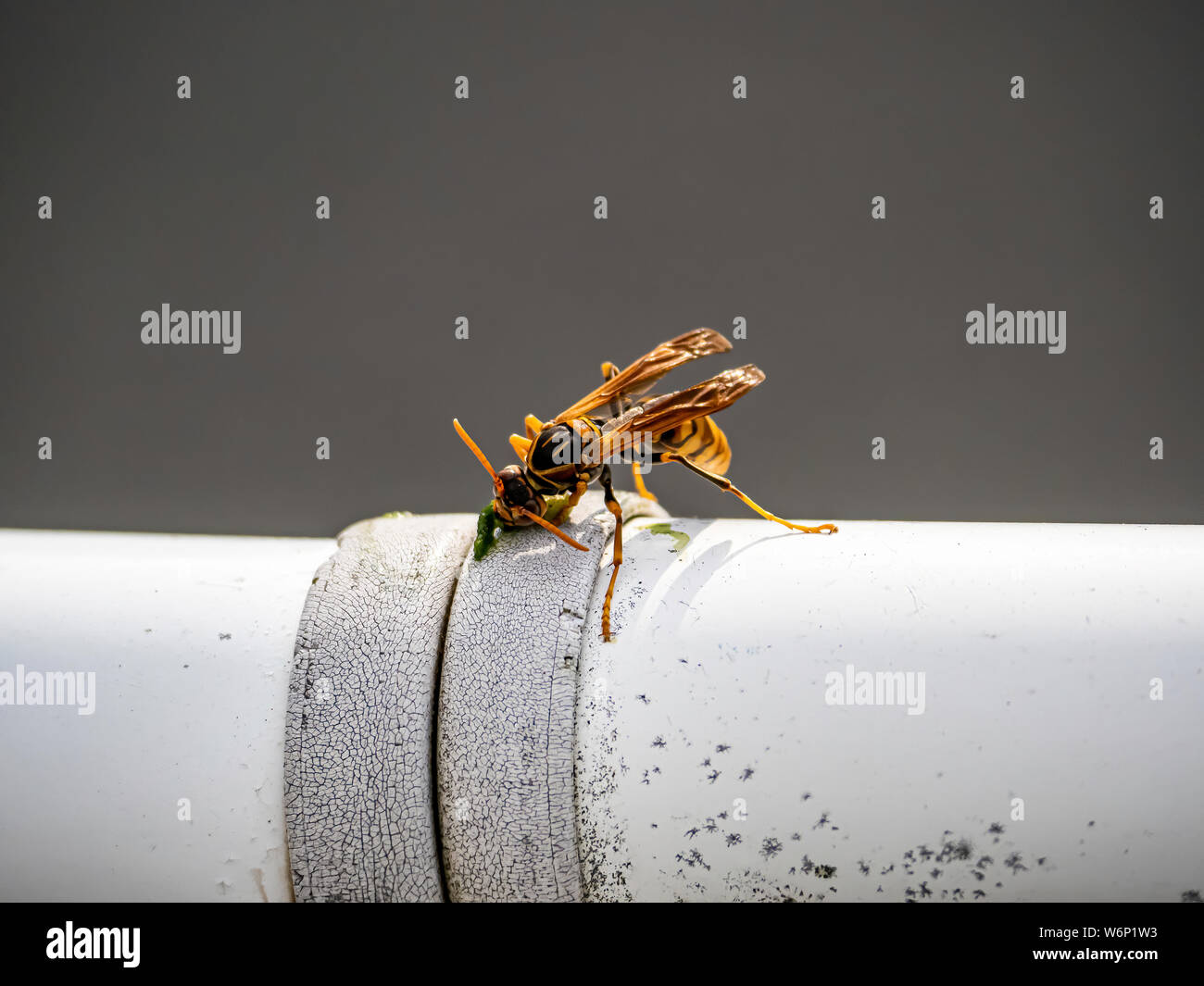 Una carta giapponese wasp, Polistes chinensis, si alimenta di un insetto catturato in un recinto accanto al fiume Sakai a Yokohama, Giappone. Foto Stock
