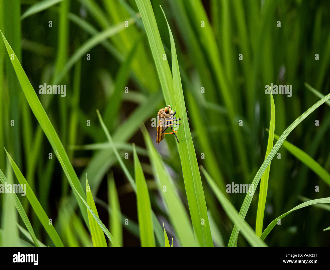 Un brigante fly, noto anche come assassin vola -specie cophinopoda chinensis, si aggrappa al lato di una lama di erba in un giapponese di risone. Foto Stock