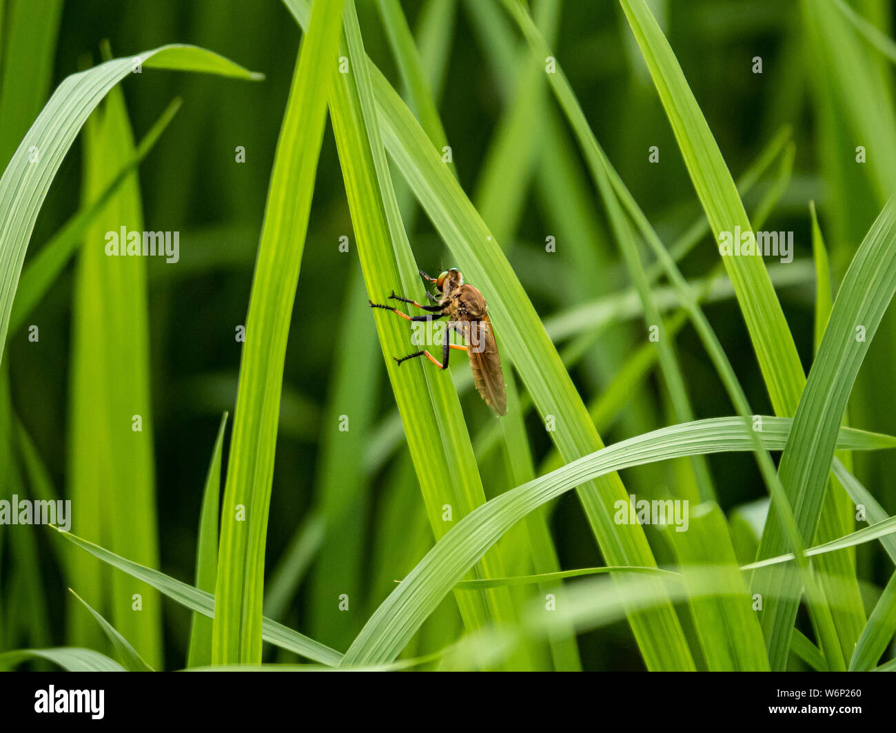 Un brigante fly, noto anche come assassin vola -specie cophinopoda chinensis, si aggrappa al lato di una lama di erba in un giapponese di risone. Foto Stock