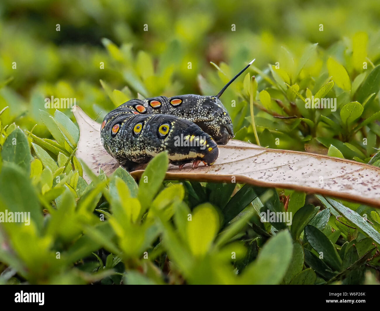 Un impatiens hawkmoth caterpillar, Theretra oldenlandiae, poggia su una foglia in un giardino giapponese. Foto Stock