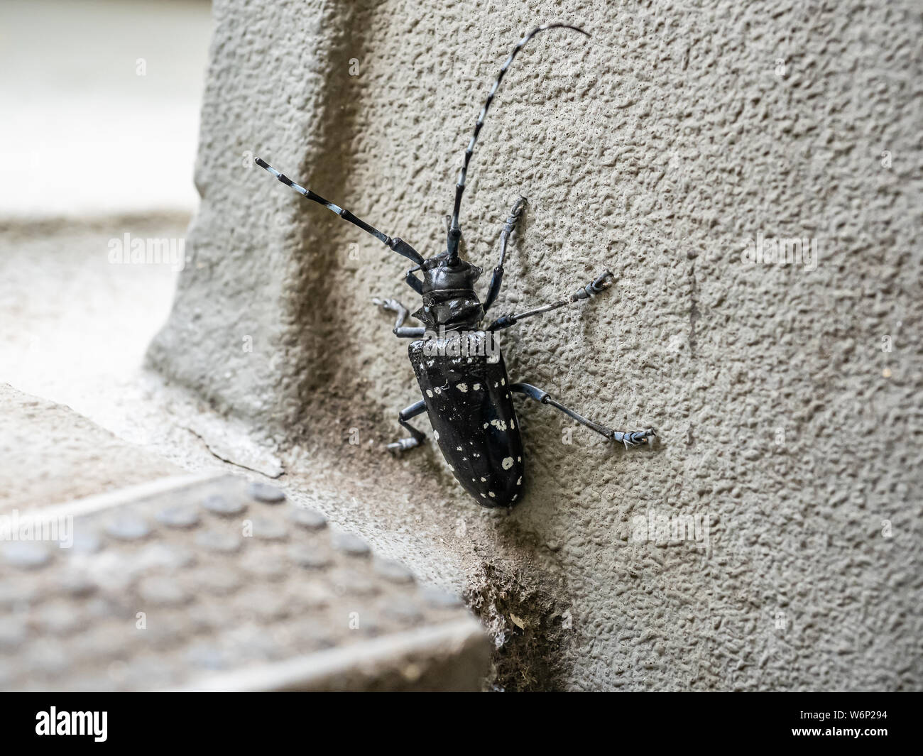 Un lungo di agrumi-cornuto beetle, Anoplophora chinensis, si inerpica su per le scale di un palazzo di appartamenti vicino a un giapponese di prugna grove e farm. Foto Stock