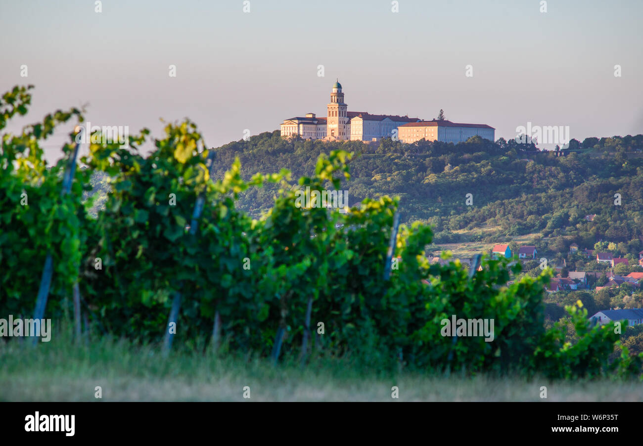 Pannonhalma Arciabbazia con uve del vitigno nella vigna, Ungheria. Bel paesaggio di vigneti con cielo blu d'estate. Pannonhalma regione dei vini. Foto Stock