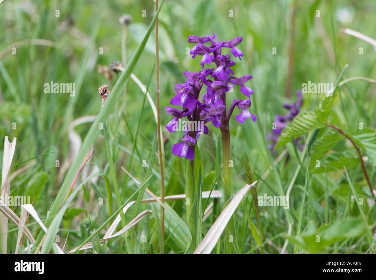 Green Winged Orchid, Wilwell Taglio, Wolverhampton Foto Stock