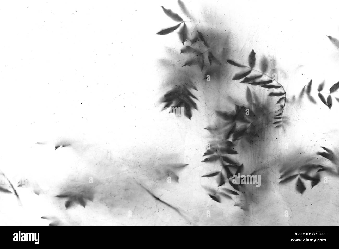 Ombre di foglie sugli alberi come vintage sporchi o Texture di sfondo,  sfondo astratto di ombre di piante Foto stock - Alamy