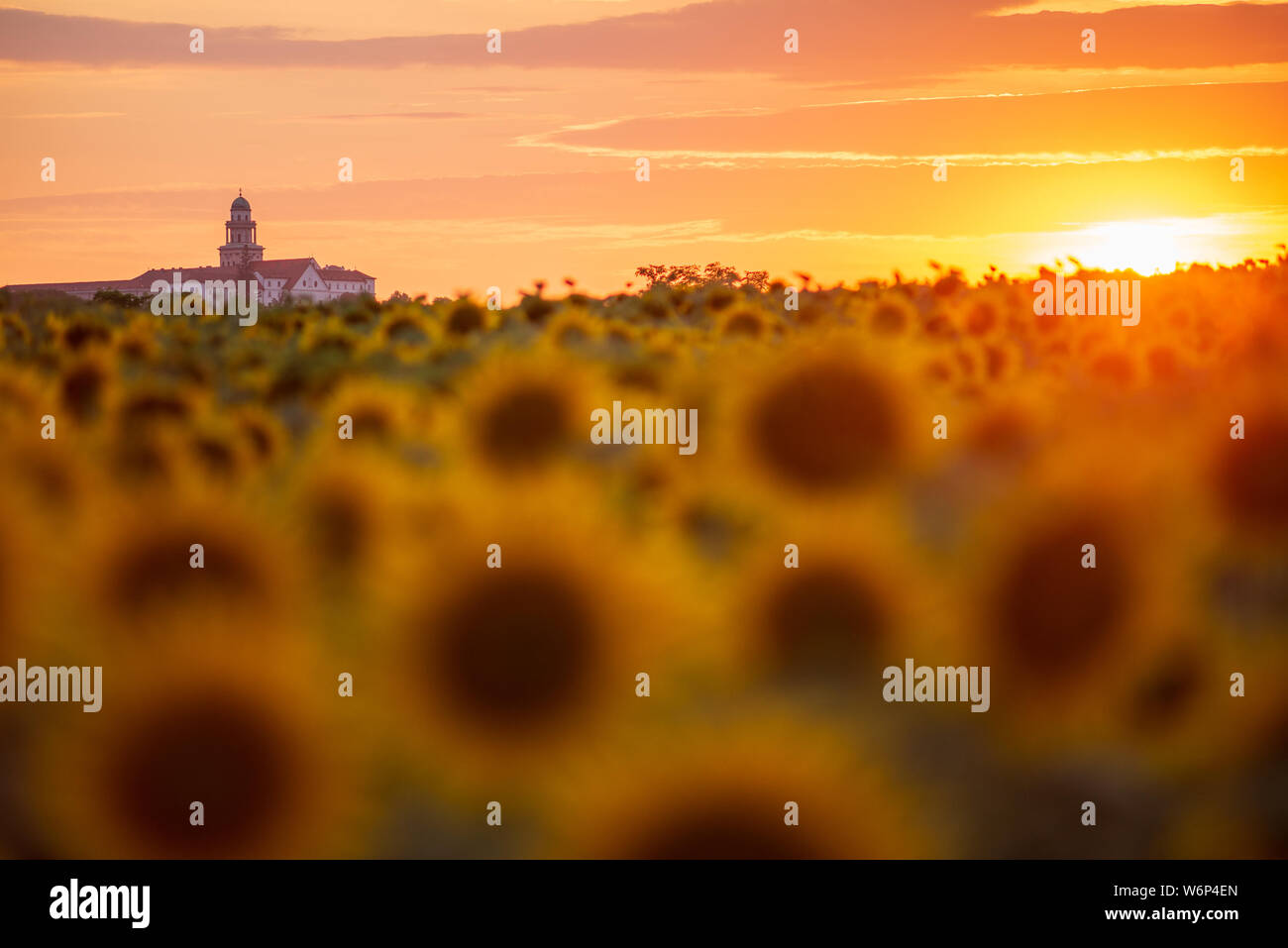 Pannonhalma Arciabbazia con campo di girasoli e il sole al tramonto in Ungheria. Bel tramonto sul girasole farmfield. Foto Stock