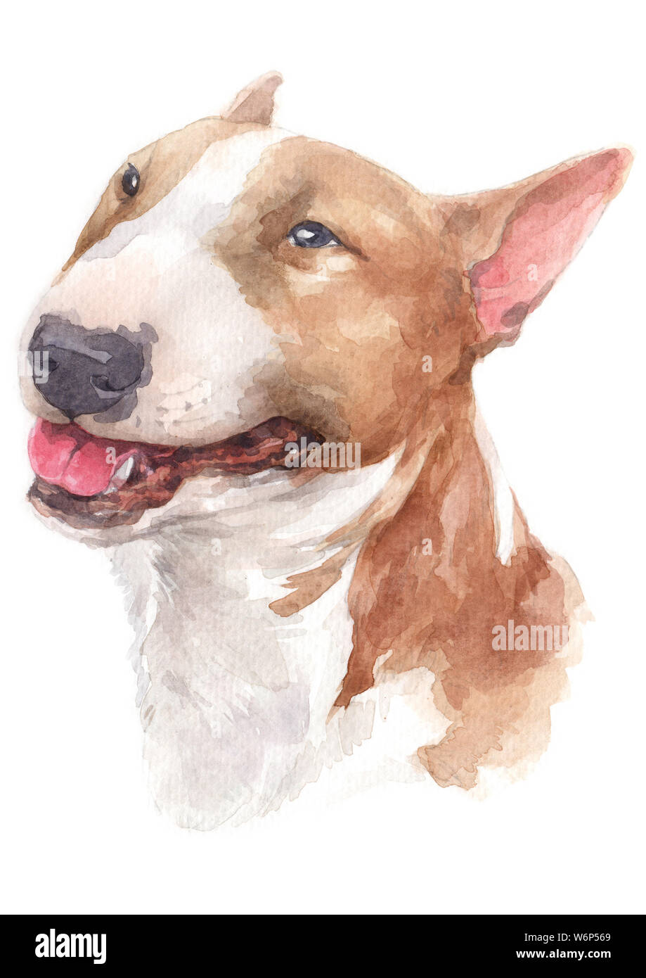 Corso di acquarello, marrone cane, volto bianco, funny face Bull Terrier 056 Foto Stock