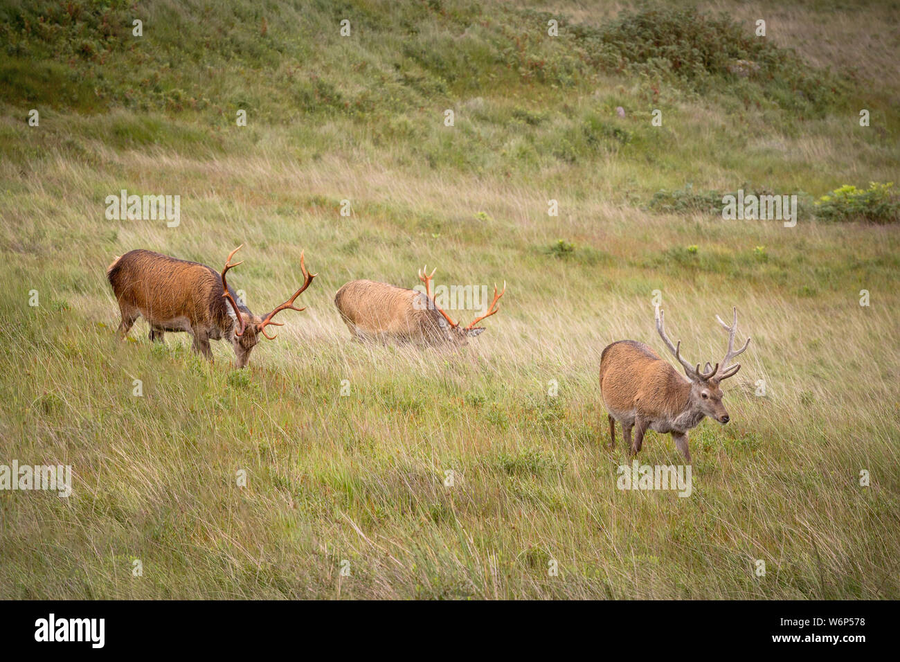 Stags pascolare e vagano wild in Glen etive, highlands scozzesi tra erba lunga e brughiera Foto Stock