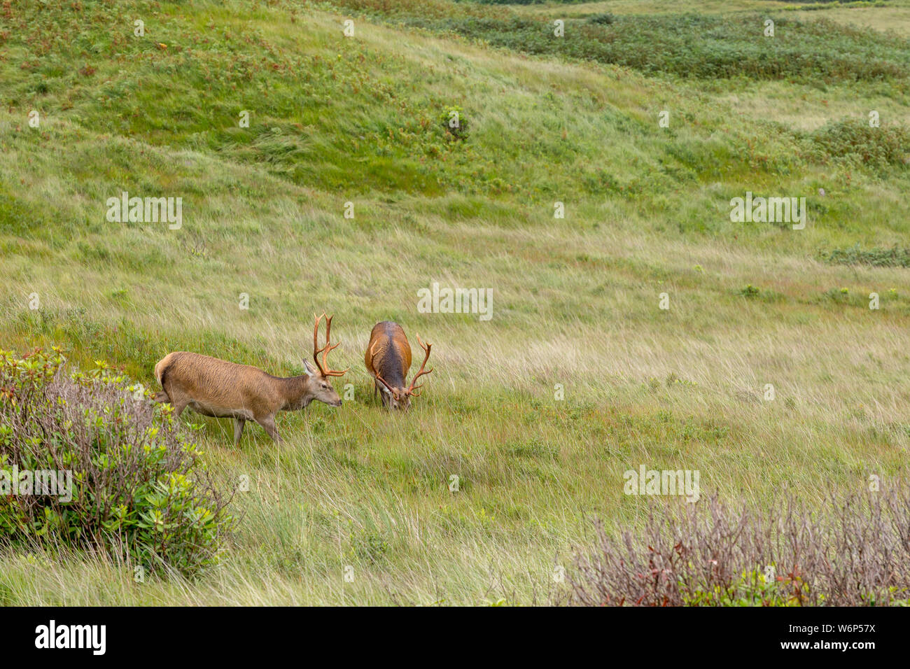 Stags pascolare e vagano wild in Glen etive, highlands scozzesi tra erba lunga e brughiera Foto Stock