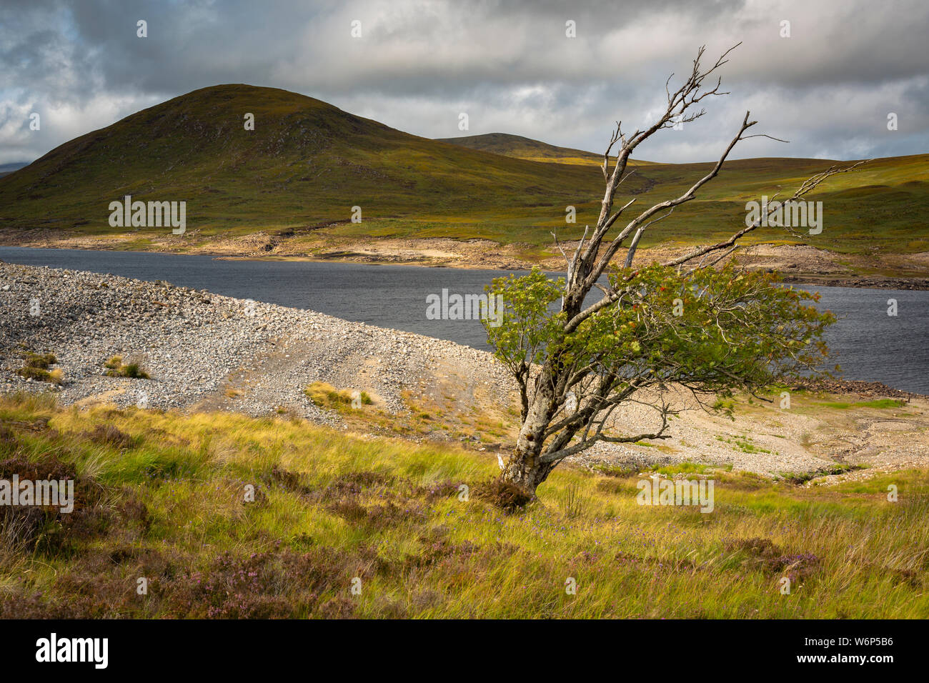Acqua bassa a Loch Glascarnoch, a nord-ovest della Scozia. Vista montagna con in sottofondo e un albero spazzate dal vento in primo piano Foto Stock
