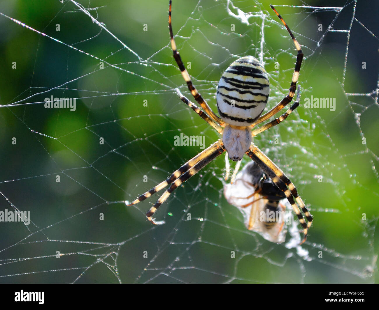 Giardino spider web. Argiope bruennichi, wasp spider mangiare una vespa. Foto Stock