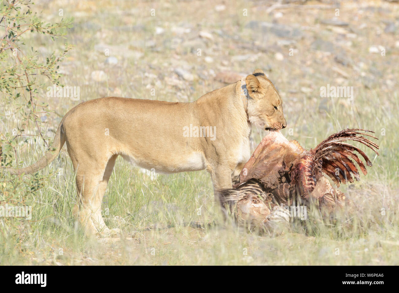 Desert Lion (Panthera leo) tirando la carcassa a nascondere, Hoanib fiume secco, Kaokoveld, Namibia. Foto Stock
